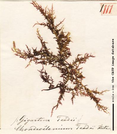 Chondracanthus teedii_111.jpg